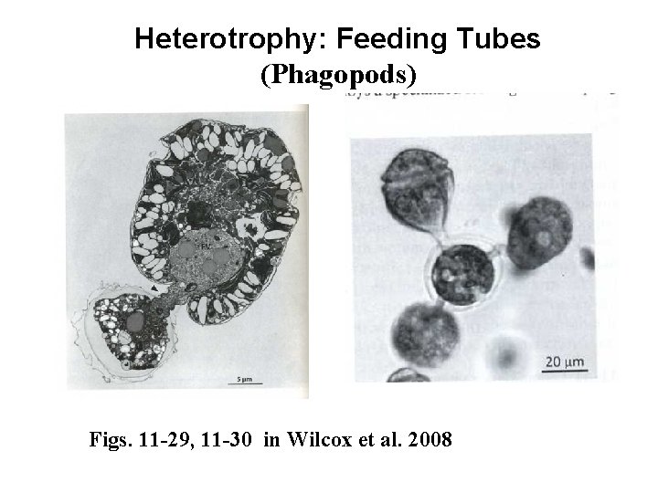 Heterotrophy: Feeding Tubes (Phagopods) Figs. 11 -29, 11 -30 in Wilcox et al. 2008