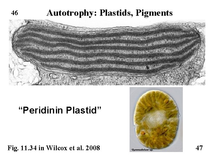 46 Autotrophy: Plastids, Pigments “Peridinin Plastid” Fig. 11. 34 in Wilcox et al. 2008