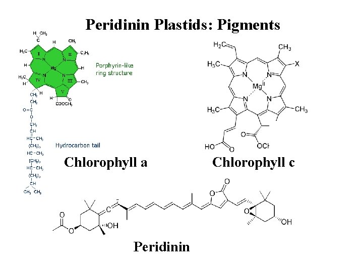 Peridinin Plastids: Pigments Chlorophyll a Peridinin Chlorophyll c 