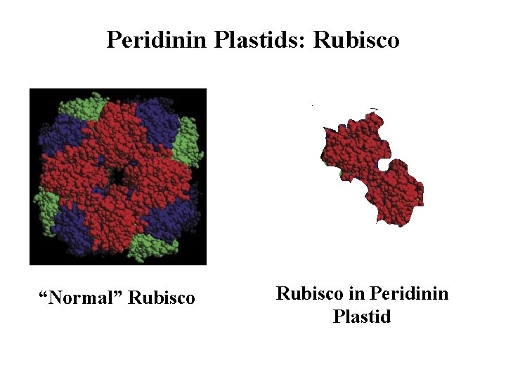 Peridinin Plastids: Rubisco “Normal” Rubisco in Peridinin Plastid 