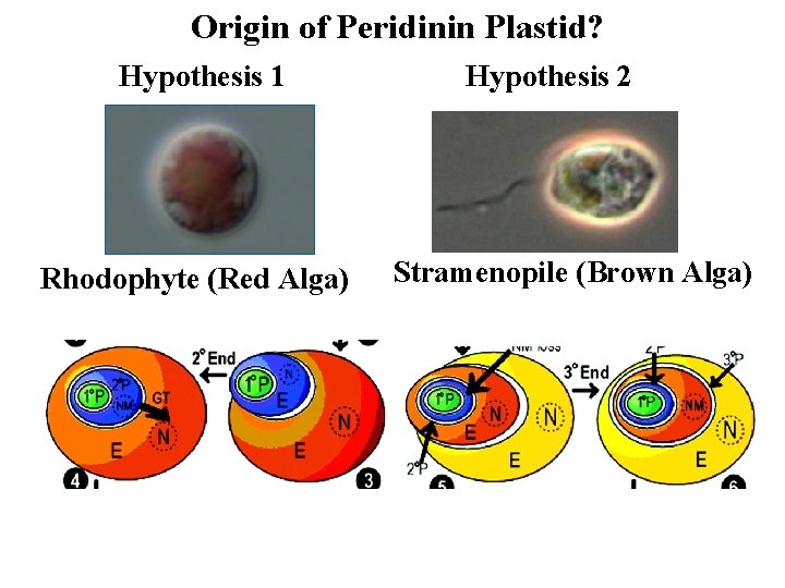 Origin of Peridinin Plastid? Hypothesis 1 Rhodophyte (Red Alga) Hypothesis 2 Stramenopile (Brown Alga)