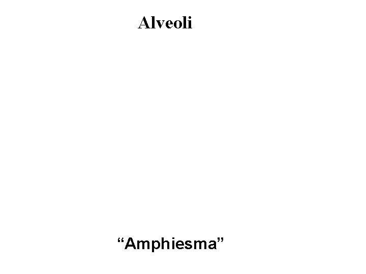 Alveoli “Amphiesma” 