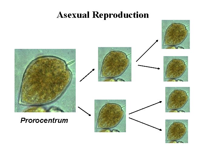 Asexual Reproduction Prorocentrum 