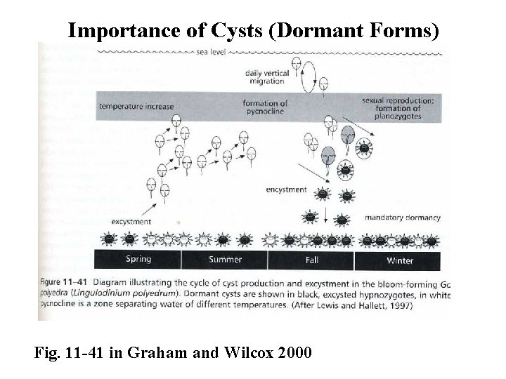 Importance of Cysts (Dormant Forms) Fig. 11 -41 in Graham and Wilcox 2000 