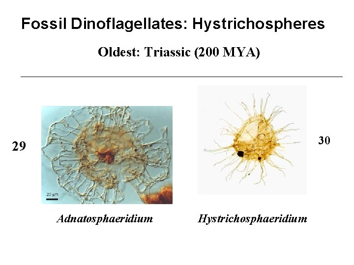 Fossil Dinoflagellates: Hystrichospheres Oldest: Triassic (200 MYA) 30 29 Adnatosphaeridium Hystrichosphaeridium 