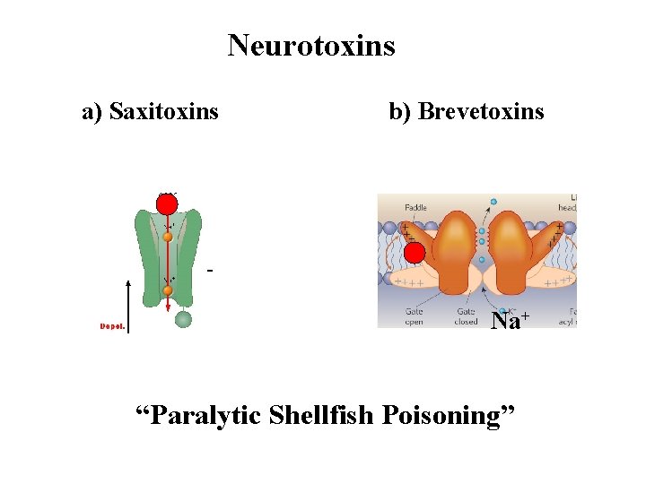 Neurotoxins a) Saxitoxins b) Brevetoxins Na+ “Paralytic Shellfish Poisoning” 