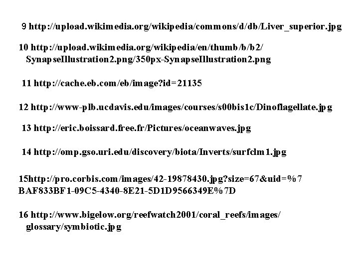 9 http: //upload. wikimedia. org/wikipedia/commons/d/db/Liver_superior. jpg 10 http: //upload. wikimedia. org/wikipedia/en/thumb/b/b 2/ Synapse. Illustration
