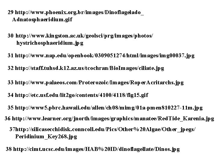 29 http: //www. phoenix. org. br/images/Dinoflagelado_ Adnatosphaeridium. gif 30 http: //www. kingston. ac. uk/geolsci/prg/images/photos/