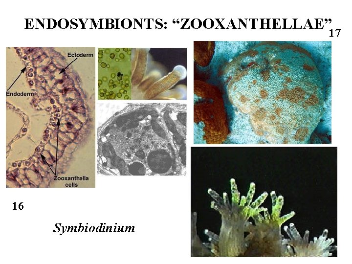 ENDOSYMBIONTS: “ZOOXANTHELLAE” 17 16 Symbiodinium 