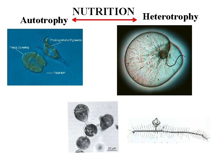 NUTRITION Heterotrophy Autotrophy 