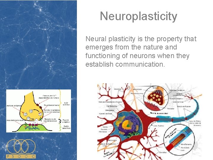Neuroplasticity Neural plasticity is the property that emerges from the nature and functioning of Neuroplasticity Neural plasticity is the property that emerges from the nature and functioning of