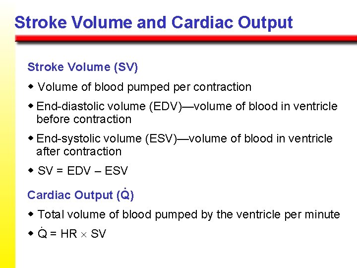 Stroke Volume and Cardiac Output Stroke Volume (SV) w Volume of blood pumped per