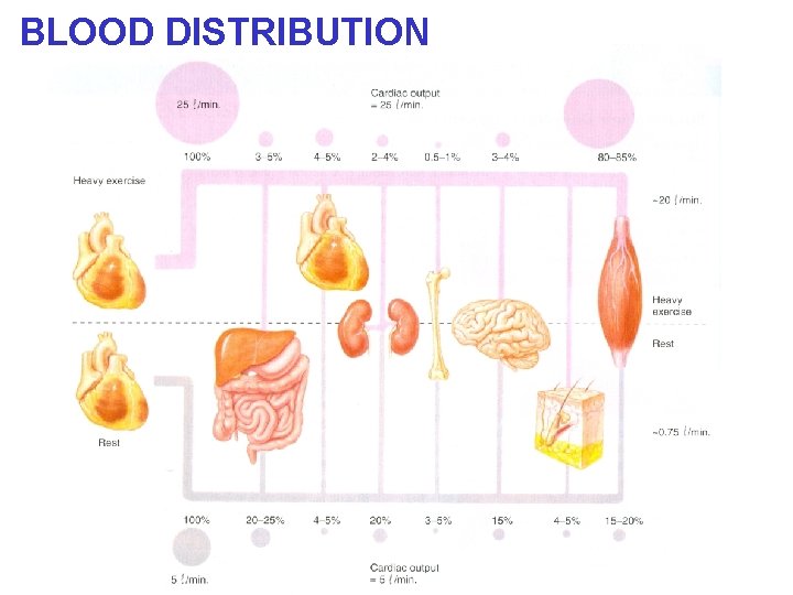 BLOOD DISTRIBUTION 