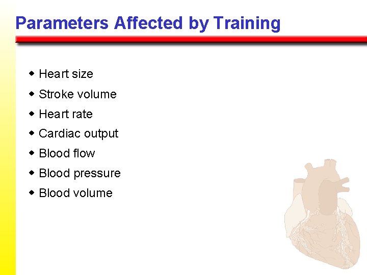 Parameters Affected by Training w Heart size w Stroke volume w Heart rate w