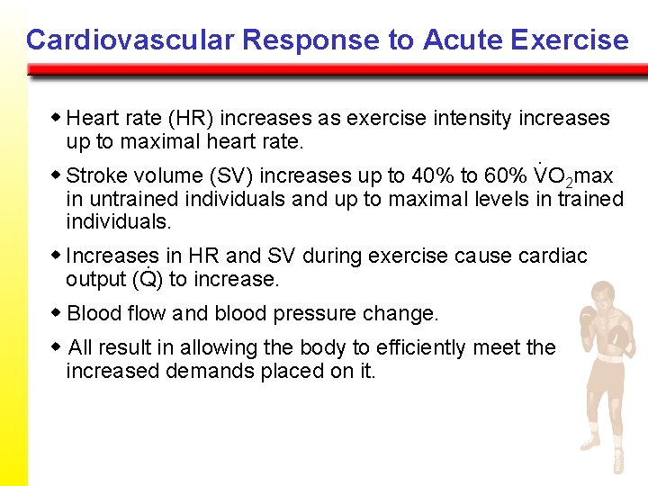 Cardiovascular Response to Acute Exercise w Heart rate (HR) increases as exercise intensity increases