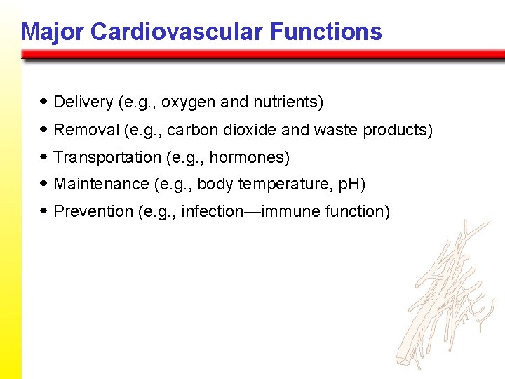 Major Cardiovascular Functions w Delivery (e. g. , oxygen and nutrients) w Removal (e.