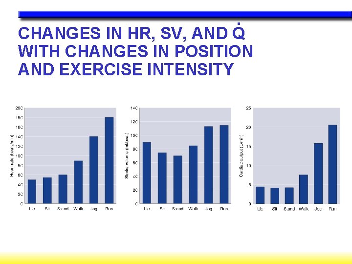 . CHANGES IN HR, SV, AND Q WITH CHANGES IN POSITION AND EXERCISE INTENSITY