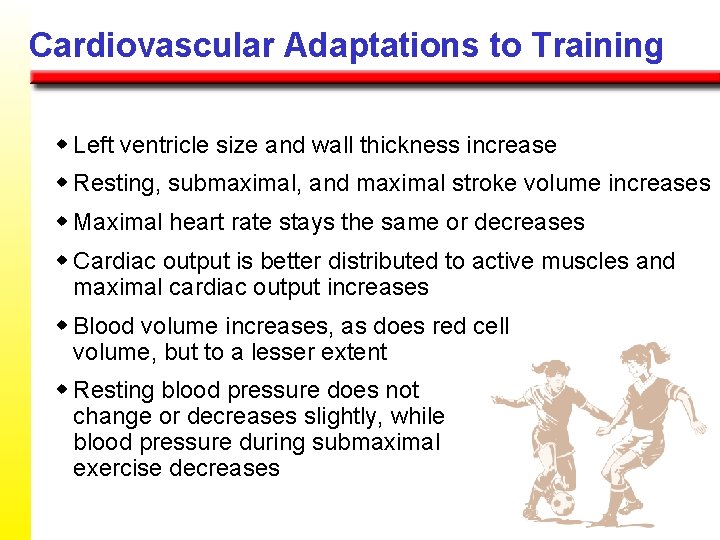 Cardiovascular Adaptations to Training w Left ventricle size and wall thickness increase w Resting,