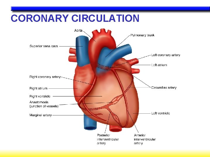 CORONARY CIRCULATION 