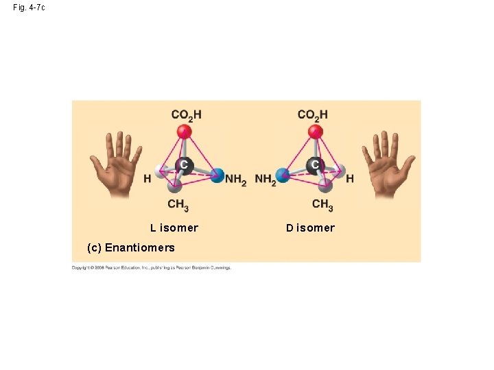 Fig. 4 -7 c L isomer (c) Enantiomers D isomer 