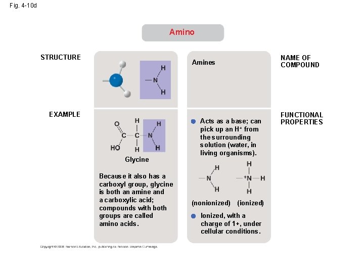 Fig. 4 -10 d Amino STRUCTURE NAME OF COMPOUND Amines EXAMPLE Glycine Because it Fig. 4 -10 d Amino STRUCTURE NAME OF COMPOUND Amines EXAMPLE Glycine Because it