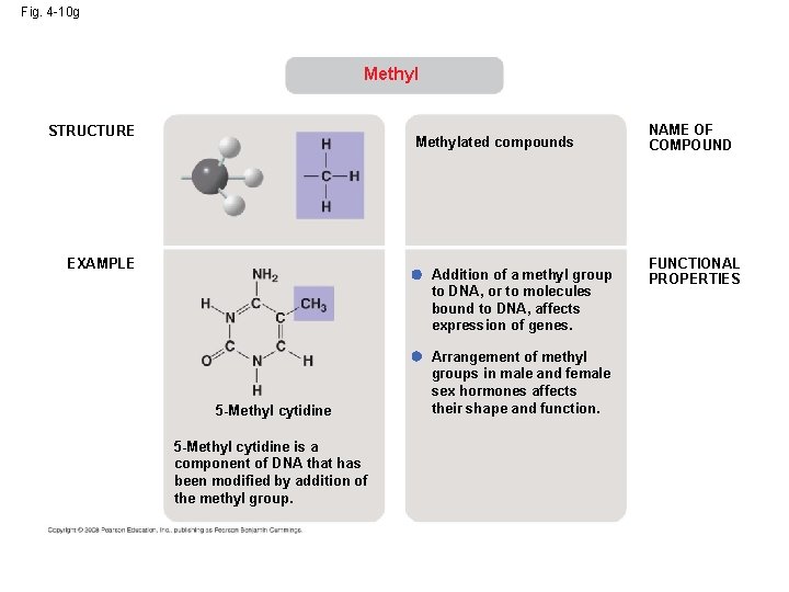 Fig. 4 -10 g Methyl STRUCTURE Methylated compounds EXAMPLE Addition of a methyl group Fig. 4 -10 g Methyl STRUCTURE Methylated compounds EXAMPLE Addition of a methyl group