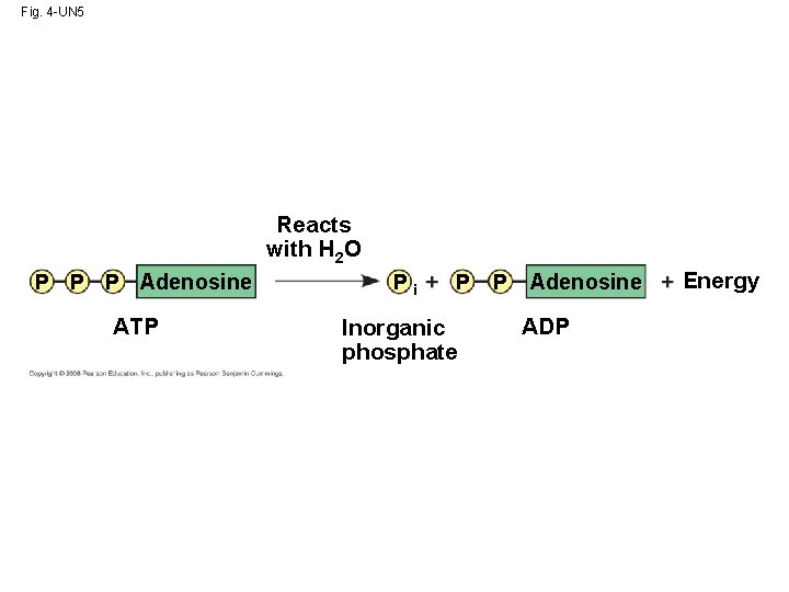 Fig. 4 -UN 5 Reacts with H 2 O P P P Adenosine ATP