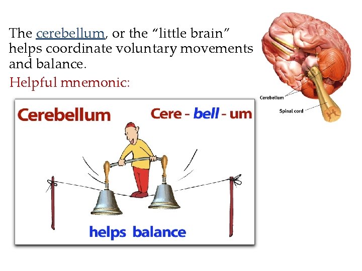 The cerebellum, or the “little brain” helps coordinate voluntary movements and balance. Helpful mnemonic: