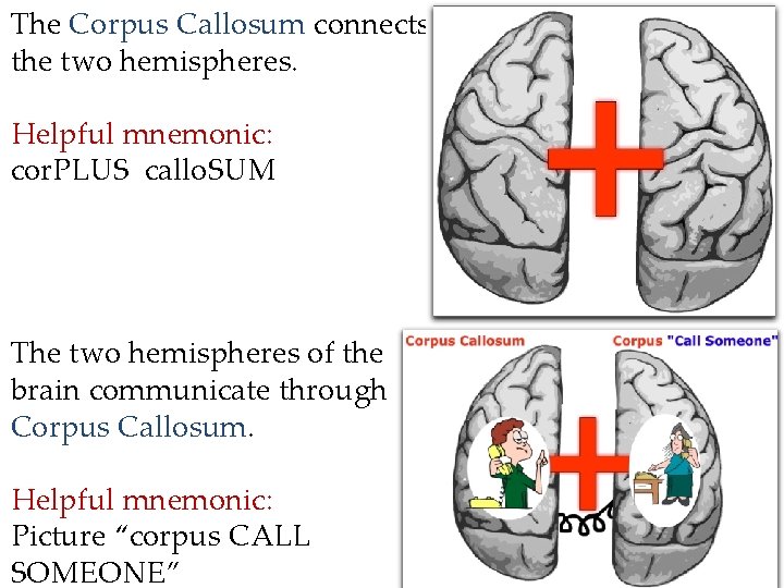 The Corpus Callosum connects the two hemispheres. Helpful mnemonic: cor. PLUS callo. SUM The
