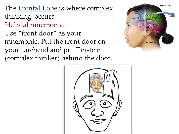 The Frontal Lobe is where complex thinking occurs. Helpful mnemonic: Use “front door” as