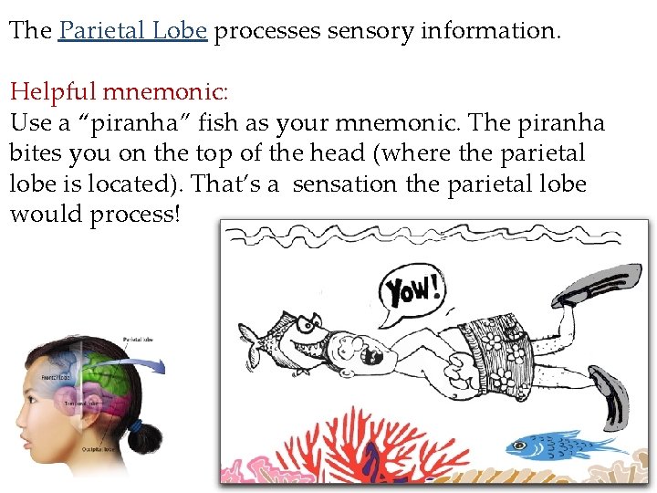The Parietal Lobe processes sensory information. Helpful mnemonic: Use a “piranha” fish as your