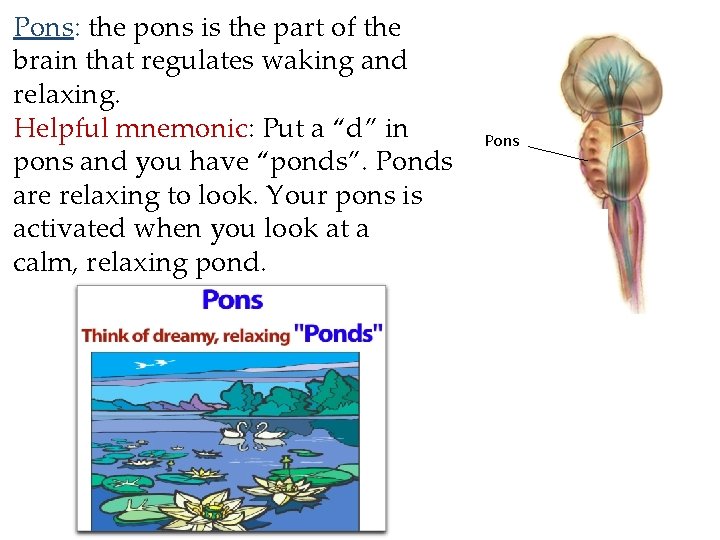 Pons: the pons is the part of the brain that regulates waking and relaxing.