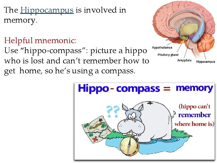 The Hippocampus is involved in memory. Helpful mnemonic: Use “hippo-compass”: picture a hippo who