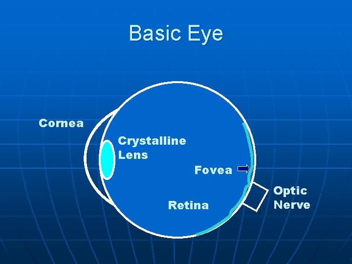 Basic Eye Cornea Crystalline Lens Fovea Retina Optic Nerve 