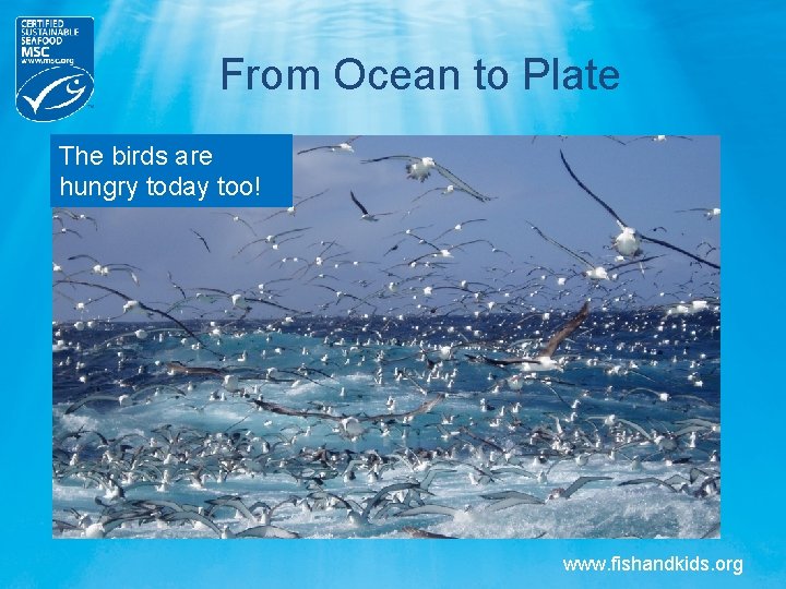 From Ocean to Plate The birds are hungry today too! www. fishandkids. org From Ocean to Plate The birds are hungry today too! www. fishandkids. org