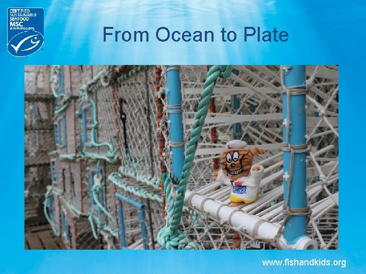 From Ocean to Plate www. fishandkids. org From Ocean to Plate www. fishandkids. org