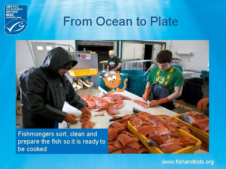 From Ocean to Plate Fishmongers sort, clean and prepare the fish so it is From Ocean to Plate Fishmongers sort, clean and prepare the fish so it is