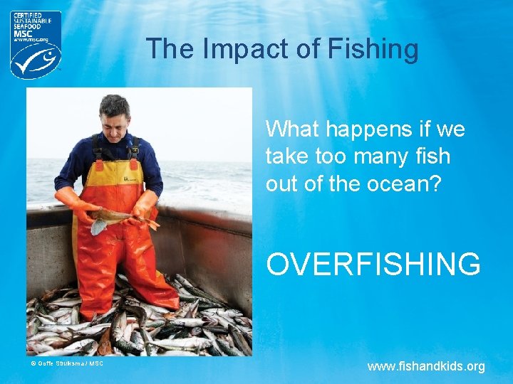 The Impact of Fishing What happens if we take too many fish out of The Impact of Fishing What happens if we take too many fish out of