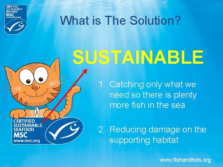 What is The Solution? SUSTAINABLE 1. Catching only what we need so there is What is The Solution? SUSTAINABLE 1. Catching only what we need so there is