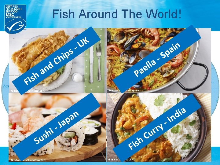 Fish Around The World! s p hi h s i F K U - Fish Around The World! s p hi h s i F K U -