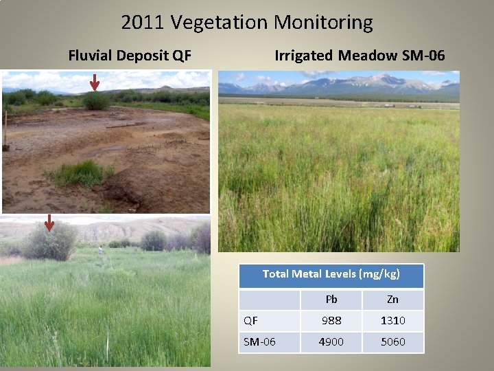 2011 Vegetation Monitoring Fluvial Deposit QF Irrigated Meadow SM-06 Total Metal Levels (mg/kg) Pb