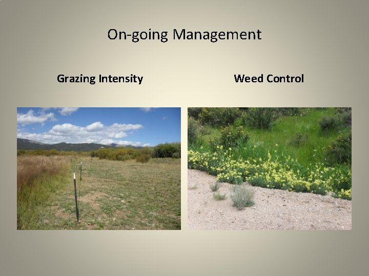 On-going Management Grazing Intensity Weed Control 