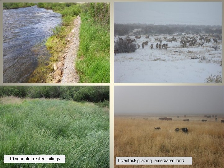 10 year old treated tailings Livestock grazing remediated land 