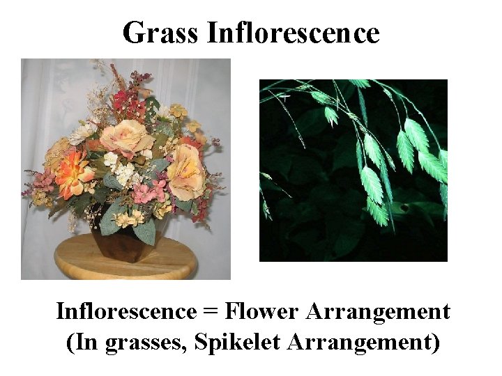 Grass Inflorescence = Flower Arrangement (In grasses, Spikelet Arrangement) 