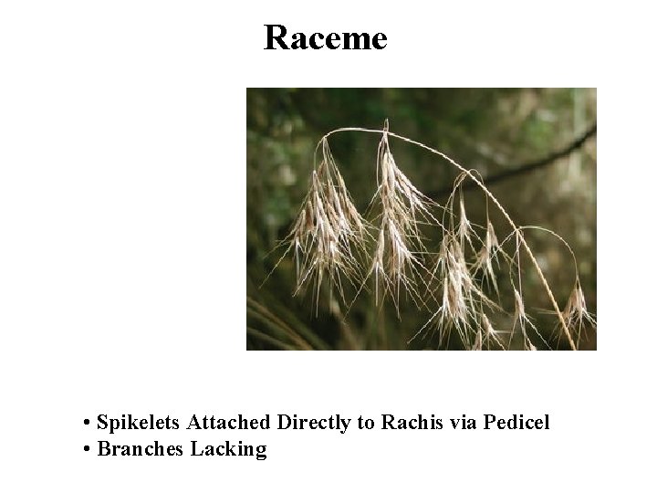 Raceme • Spikelets Attached Directly to Rachis via Pedicel • Branches Lacking 