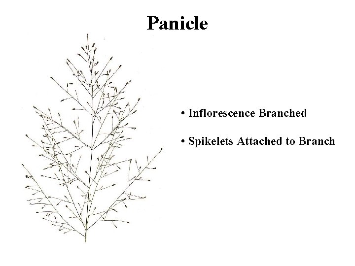 Panicle • Inflorescence Branched • Spikelets Attached to Branch 
