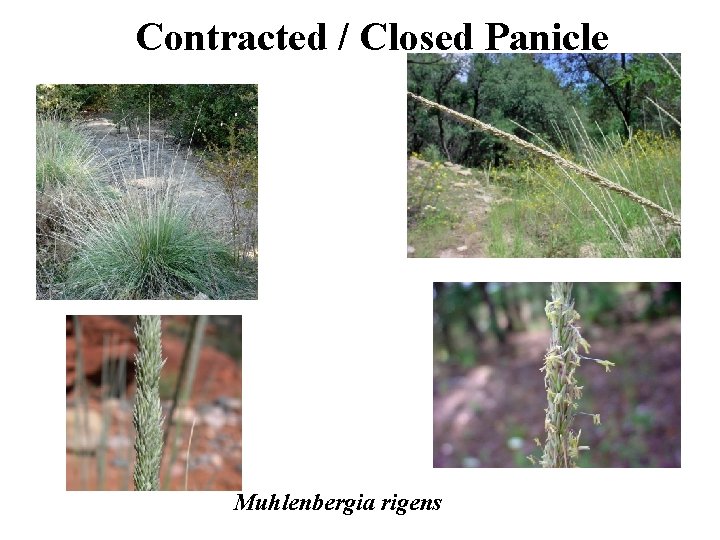 Contracted / Closed Panicle Muhlenbergia rigens 