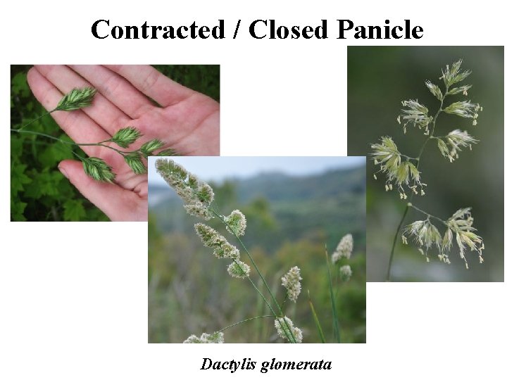 Contracted / Closed Panicle Dactylis glomerata 