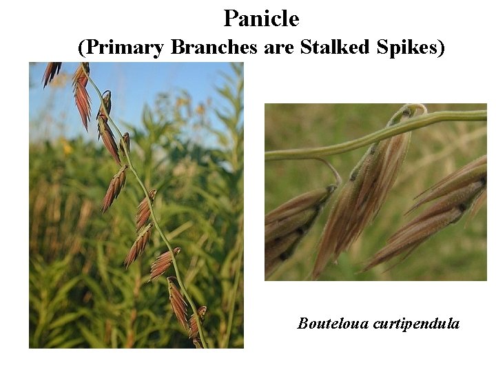 Panicle (Primary Branches are Stalked Spikes) Bouteloua curtipendula 