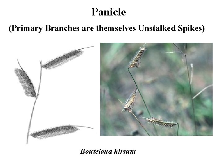 Panicle (Primary Branches are themselves Unstalked Spikes) Bouteloua hirsuta 